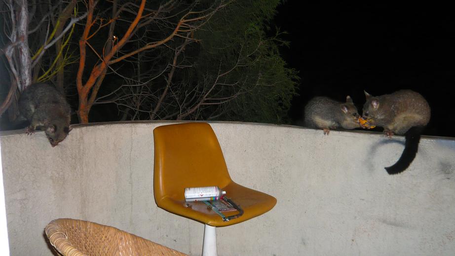[possum+2.JPG]