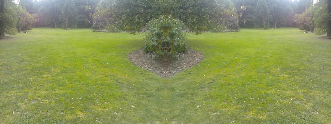 [tree+d.JPG]