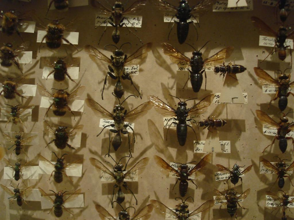 [bugz+(1).jpg]