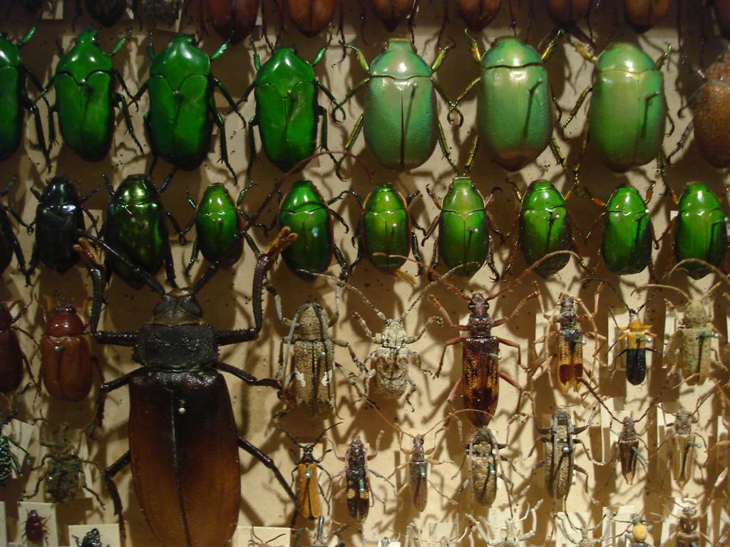 [bugz+(3).jpg]