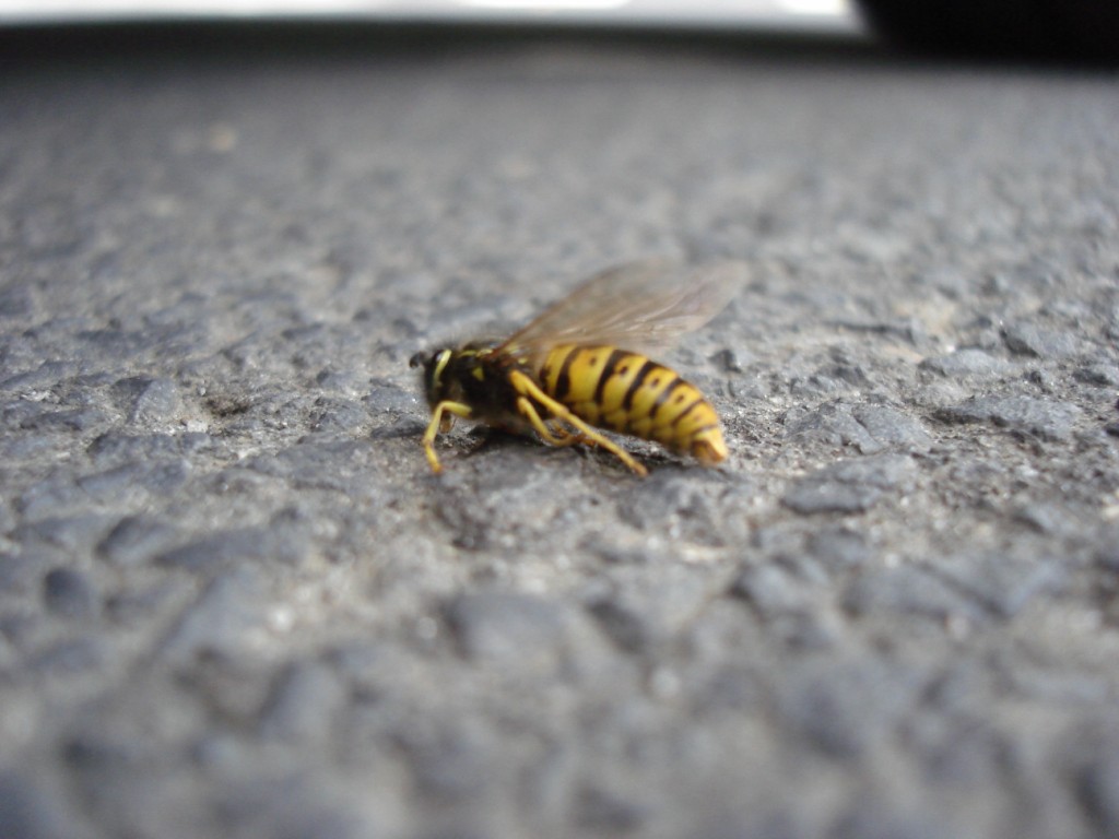[macro+bee.JPG]
