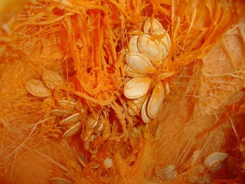 [pumpkin+seed.jpg]