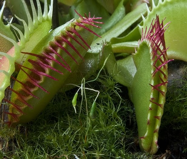 HOW TO WATER THE VENUS FLYTRAP The Garden of Eaden
