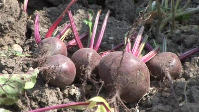 How to grow beetroot from seed