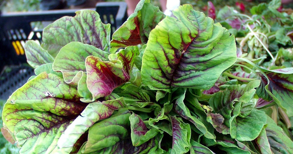 amaranth grow spinach seed