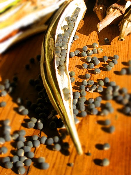 [okra+seed.jpg]