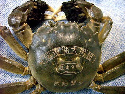 Non-native invasive species - The Chinese mitten crab