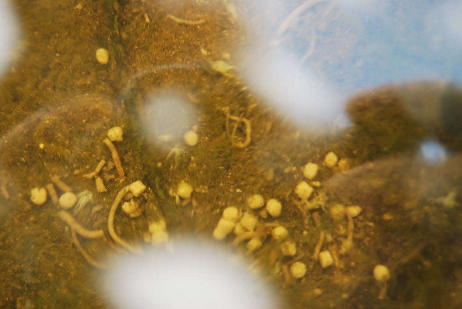 WHAT CAUSES POND WATER TO GO FROTHY? The Garden of Eaden