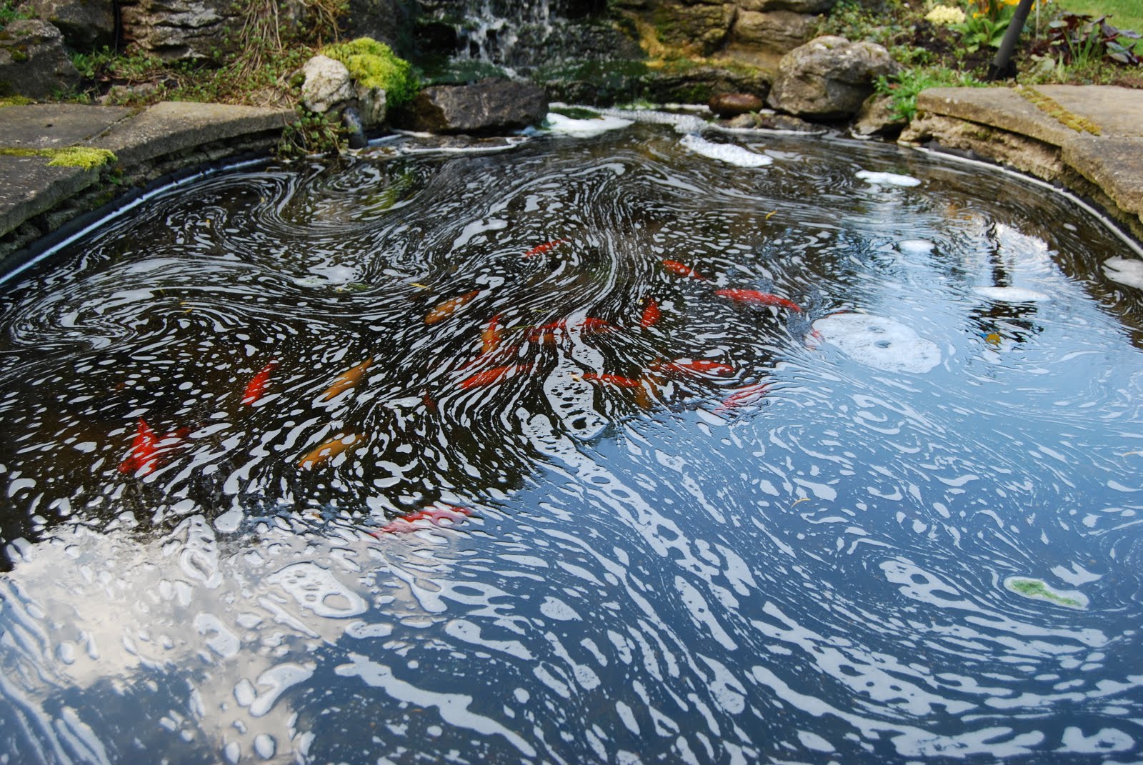 WHAT CAUSES POND WATER TO GO FROTHY? The Garden of Eaden