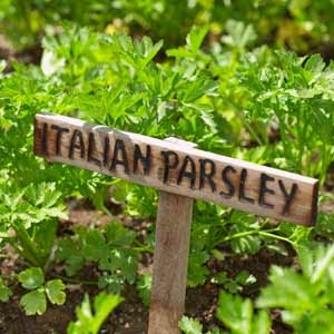 HOW TO GROW PARSLEY FROM SEED INDOORS |The Garden of Eaden