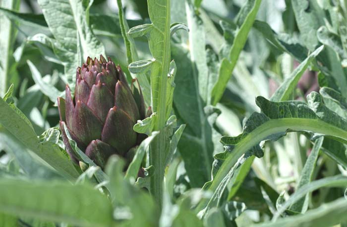 [artichoke+2.jpg]