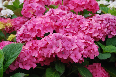 Pink hydrangea flowers