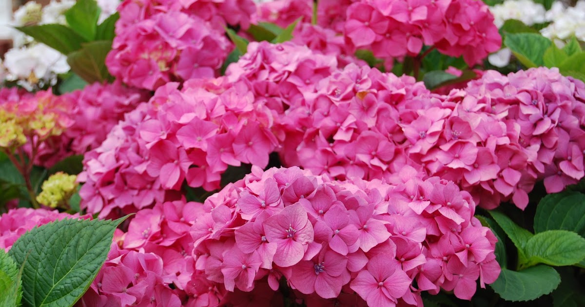 WHAT CAUSES BLUE HYDRANGEAS TO TURN PINK? The Garden of Eaden