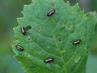Flea beetles on a leaf