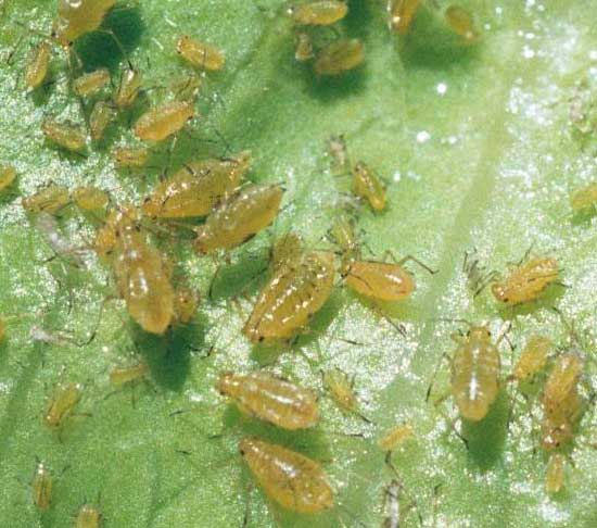 [APHIDS+ON+LETTUCE.jpg]