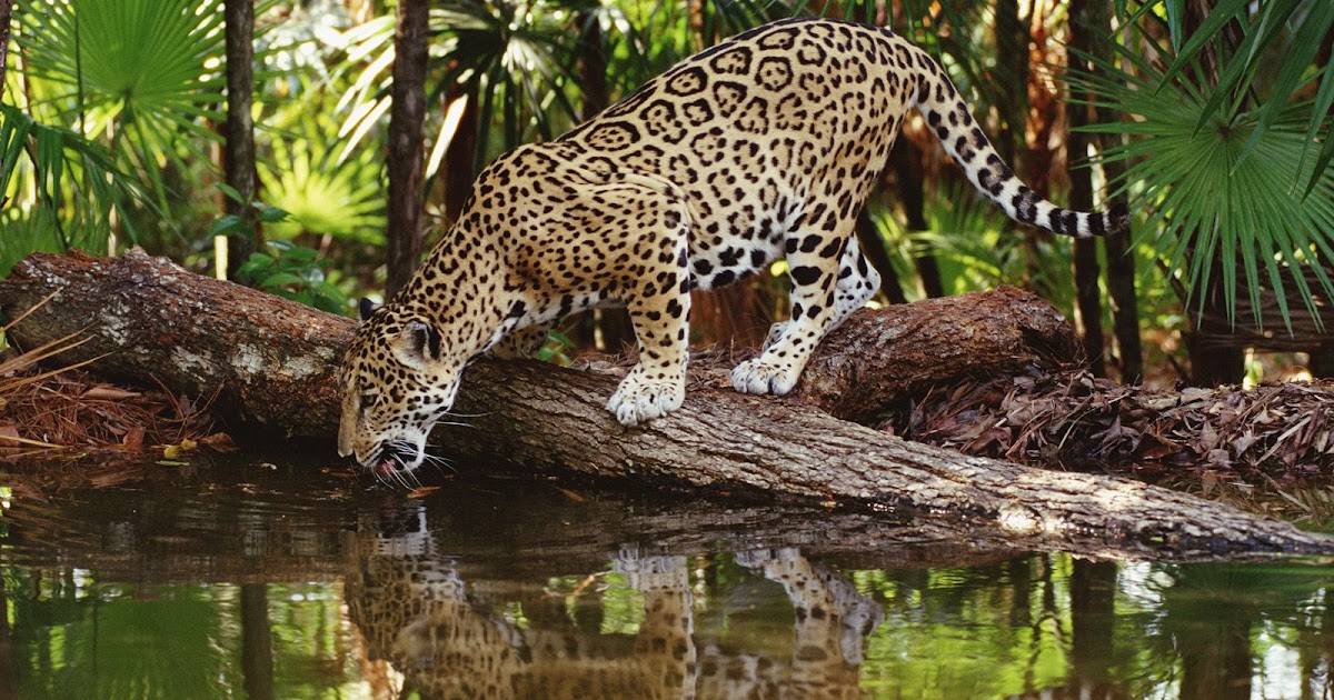 WHY ARE TROPICAL RAINFORESTS SO IMPORTANT? The Garden of Eaden