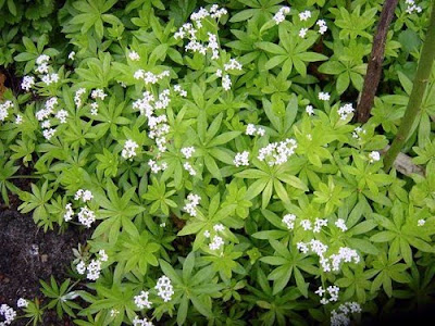 Plants for dry shade