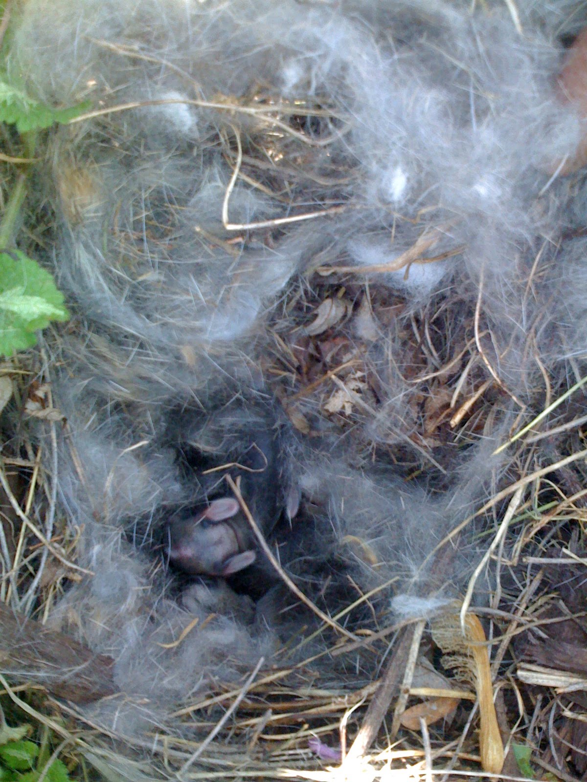 our-garden-path-baby-bunny-nest-found