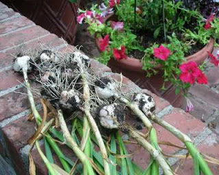 My garlic crop!