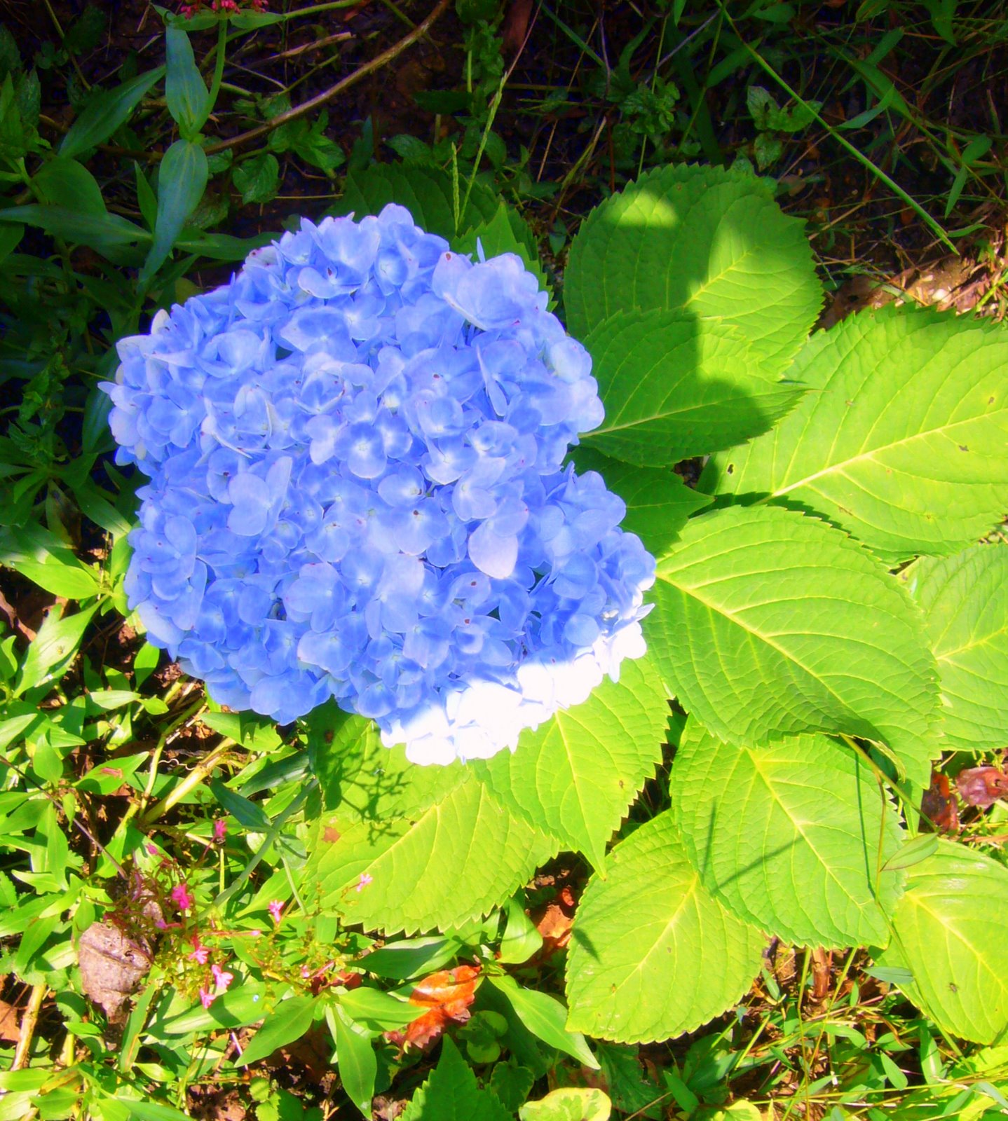 Mountain Moments: Blue Snowball