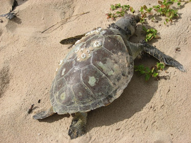 Trataruga encontrada morta na praia por ter se alimentado com  sacos plásticos