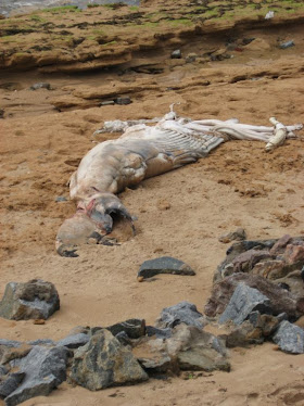 Filhote de baleia que encontramos morto em ARATUBA, em setembro de 2010