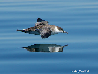 Greater Shearwater
