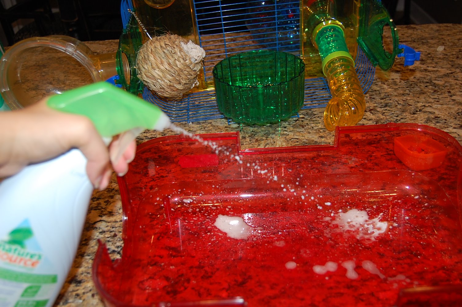 Ashley Glanzer Photography How to clean a hamster's cage