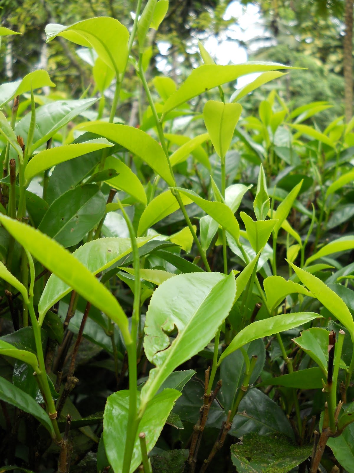 Sri Lanka Stock Picks: Sri Lanka - Lankan tea meets stringent quality ...