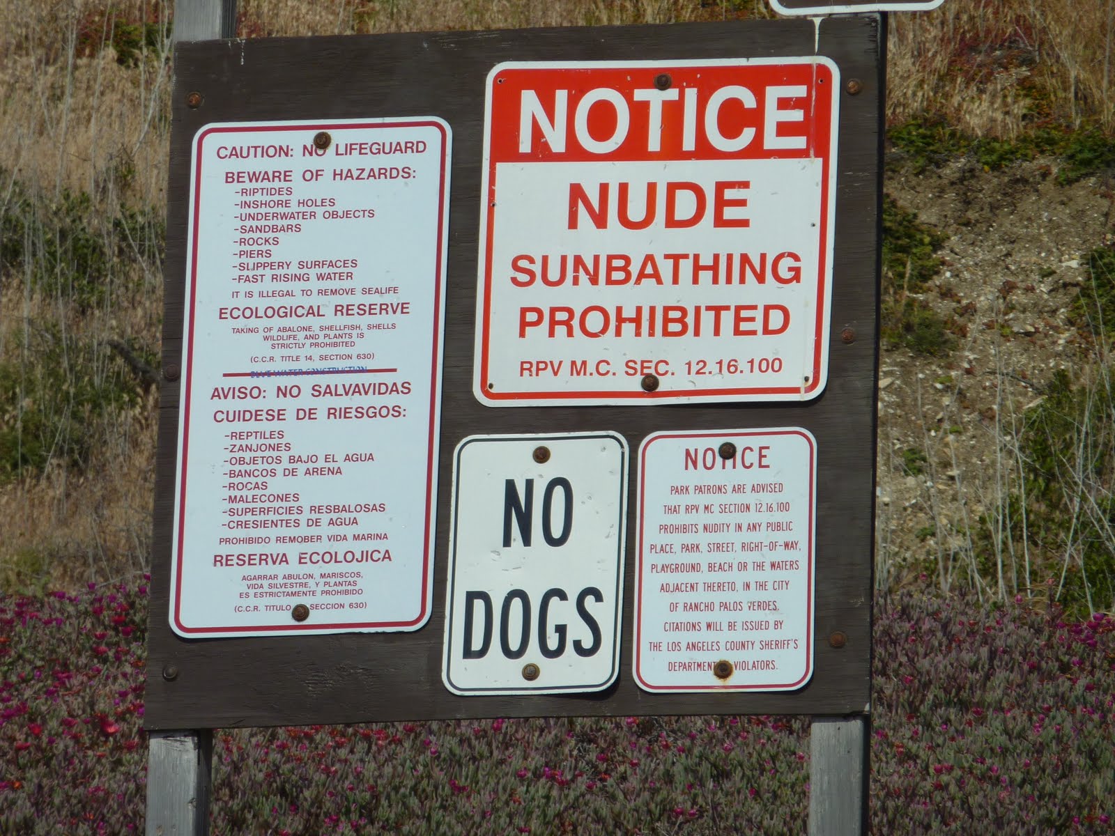 Fat Granny Beach Nudist - Red Alert: Nude Sunbathing!