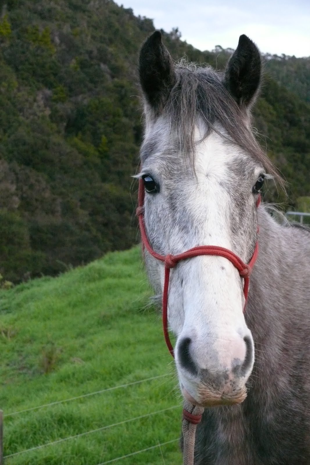 the wild horse project wild vs domestic