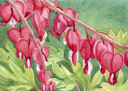 bleeding heart watercolor painting oil paintings