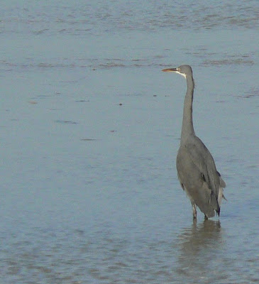 Close up of the heron