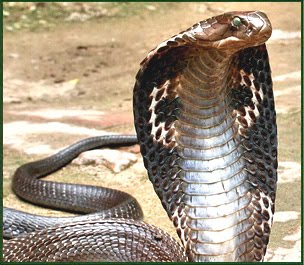 king cobra india