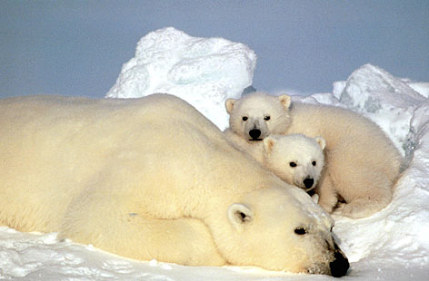 Polar Bear Burrow