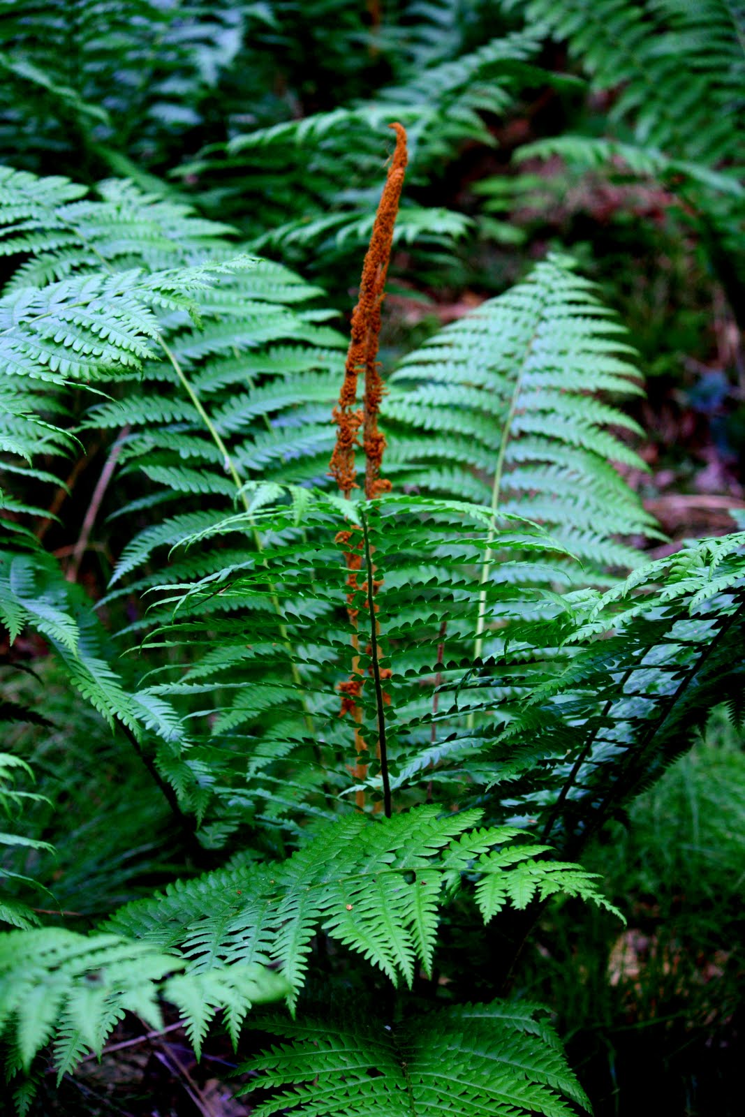 Susan Mayer's Haven Cinnamon fern