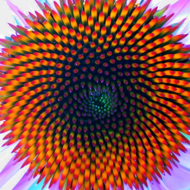 [coneflower.jpg]