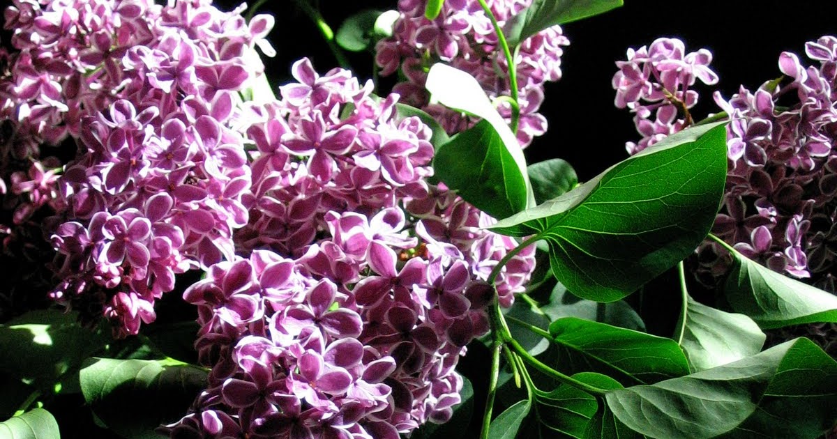 Whimsy Bower: Lilac Love