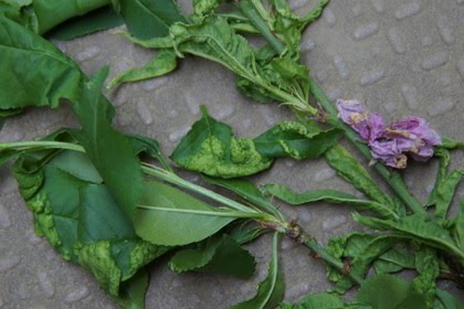 きまぐれ羅雫は森の中 ハナモモ 花桃 の縮葉病