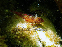 Tripterygion spp. - fotografia subacquea