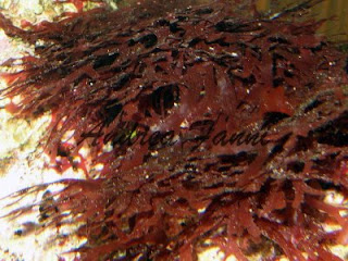 alghe rosse