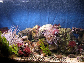 acquario marino mediterraneo acquario marino mediterraneo