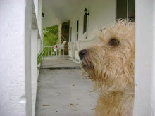 Wandering Wheaten w/Dry Wit!