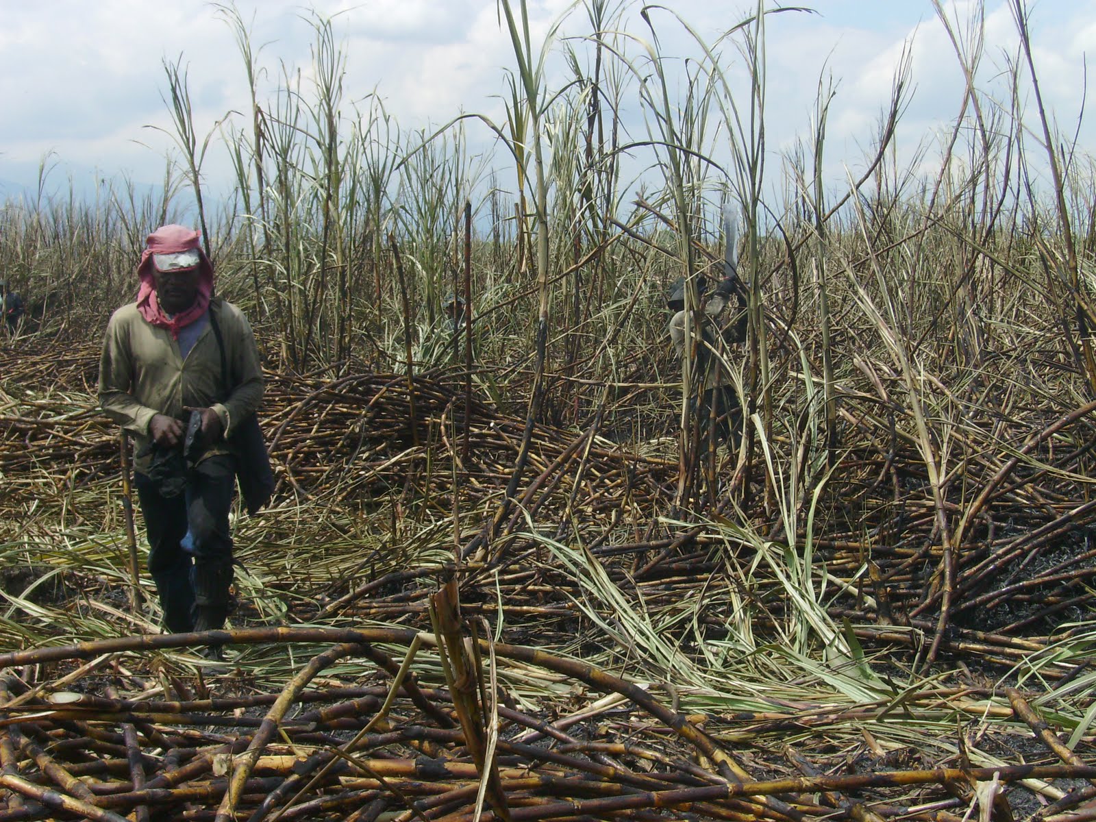LASC West La nueva exclavitud Los corteros de caña del Valle del