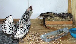 chicken snake coop texas snakes chickens tx chicks deal cedar 2006 disappearing act reptiles herp field backyard ratsnake maps range