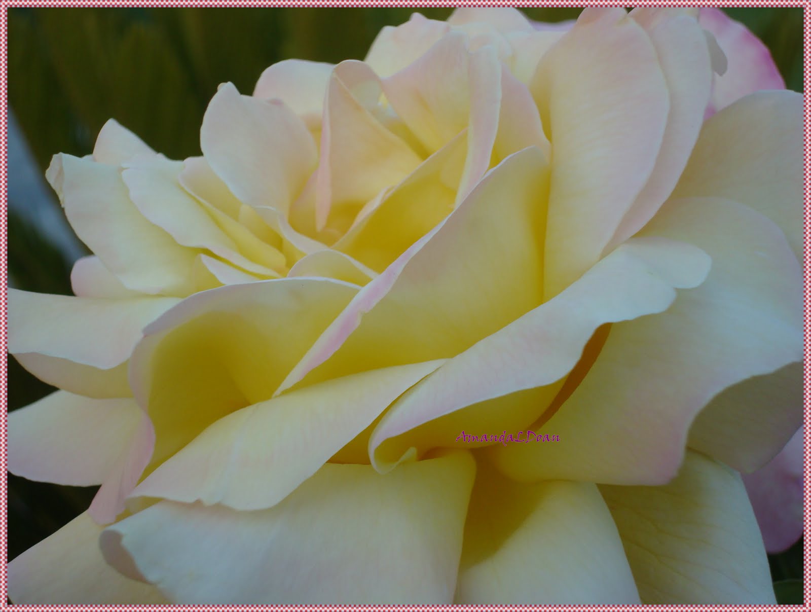 Rose Blooming Stages and Their Meaning Self Sagacity