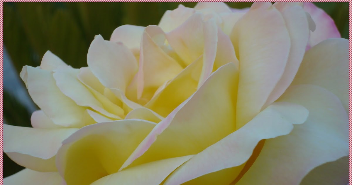 Rose Blooming Stages and Their Meaning Self Sagacity