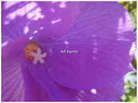 purple princess flower