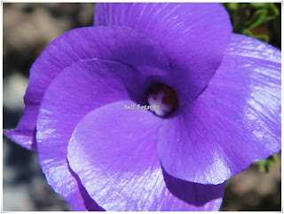 purple princess flower
