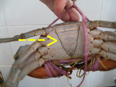 Crab Penis 109